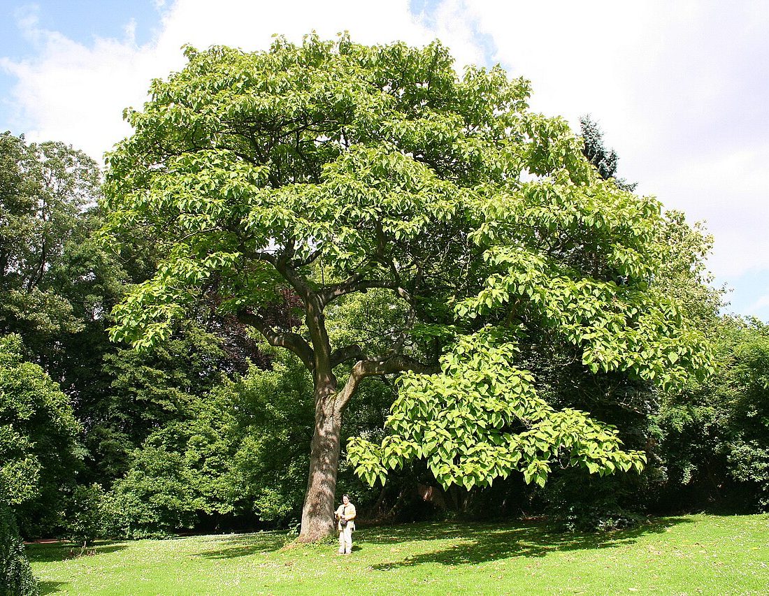 princess tree reference