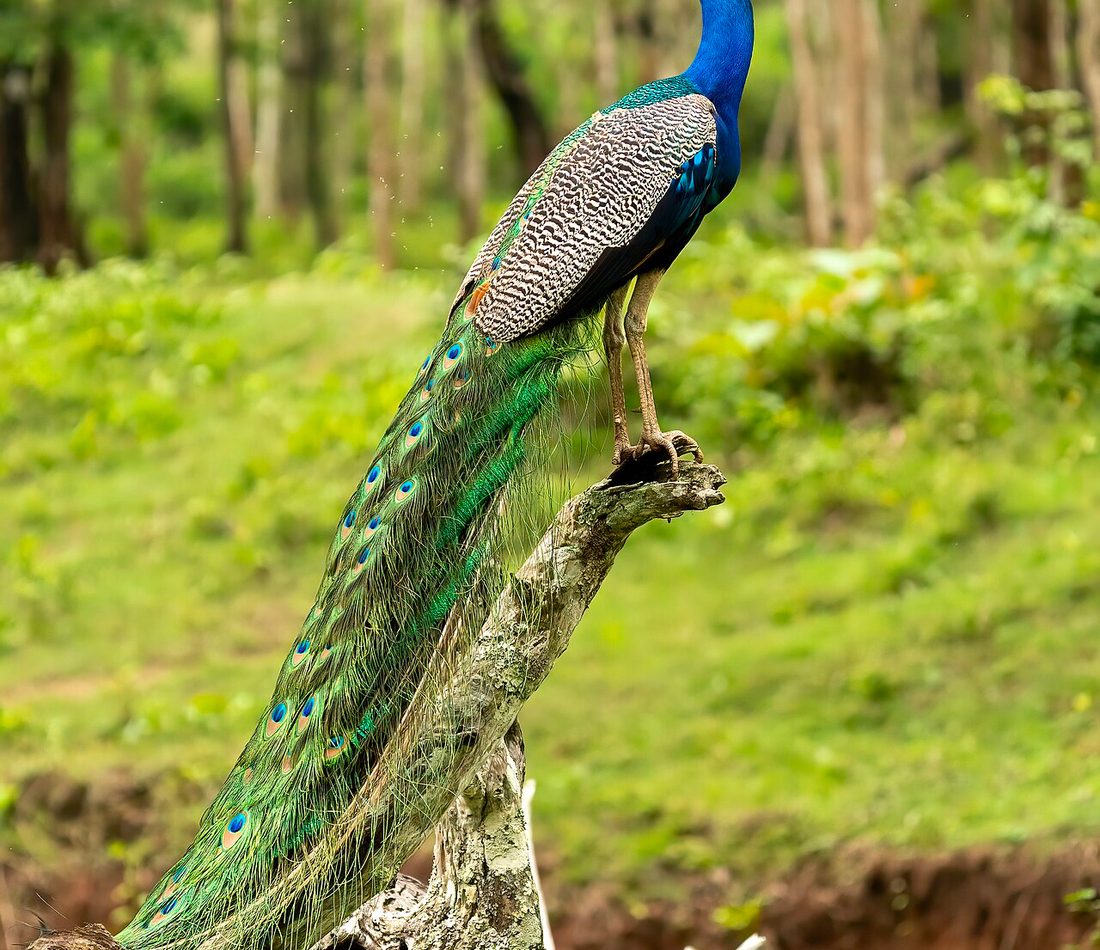 Pavo cristatus reference