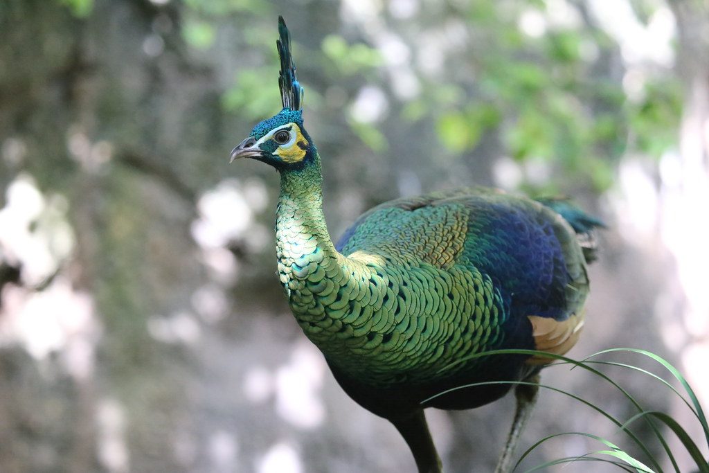 Green Peafowl reference