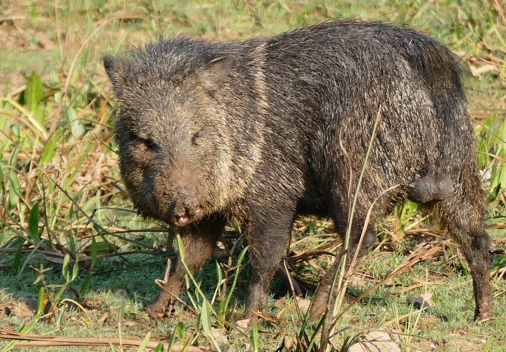 Collared Peccary reference