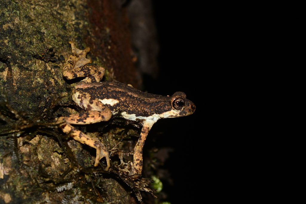 Malabar Tree Toad reference