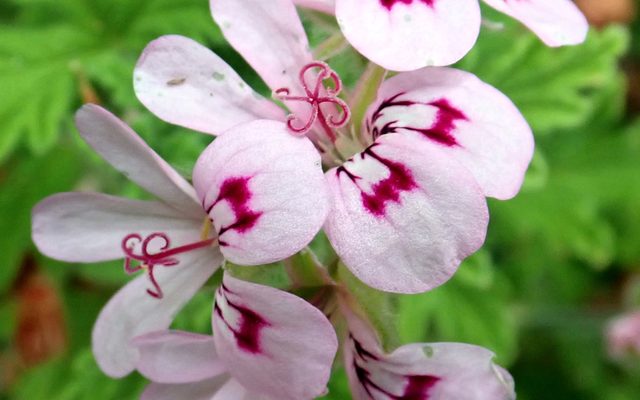Sweet-Scented Geranium reference