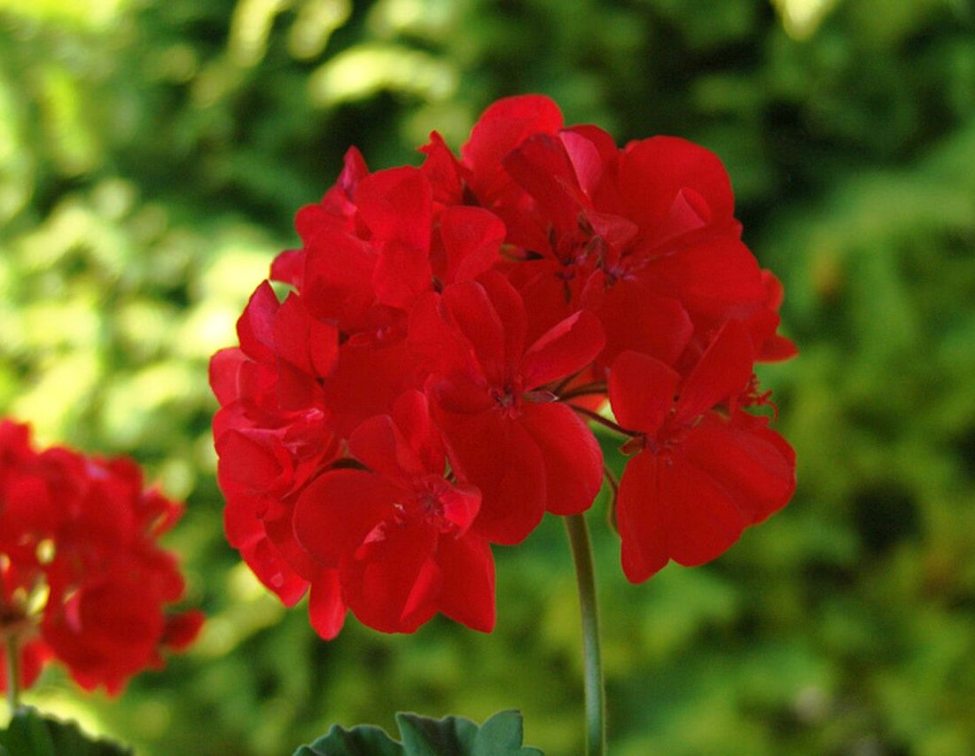 Pelargonium hortorum reference