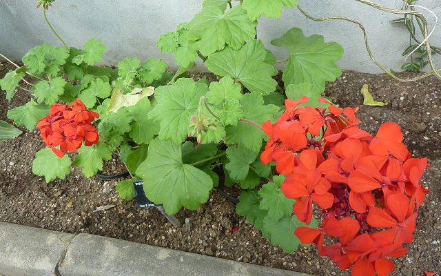 Scarlet Pelargonium reference