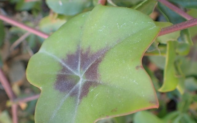 Ivy-Leaved Geranium reference