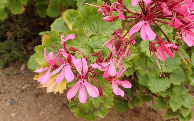 Horseshoe Pelargonium reference