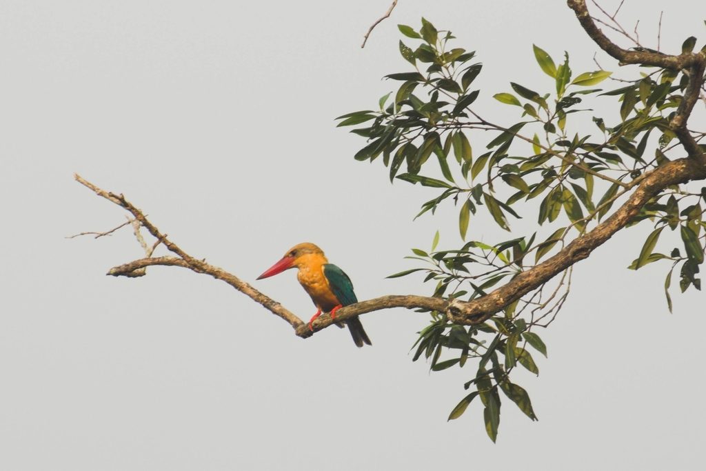 Stork-billed Kingfisher reference