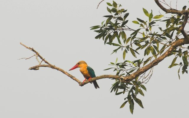 Stork-billed Kingfisher reference