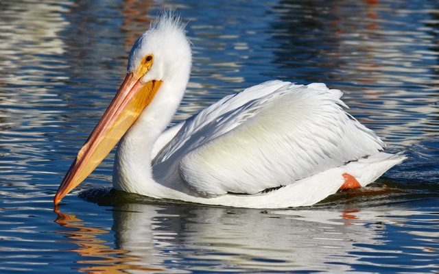 American White Pelican reference