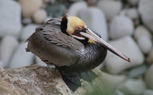 Brown Pelican reference