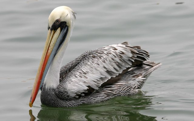 Peruvian Pelican reference