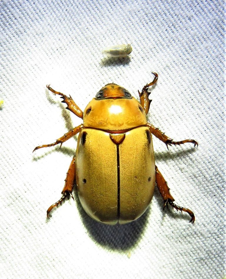 Pelidnota punctata reference