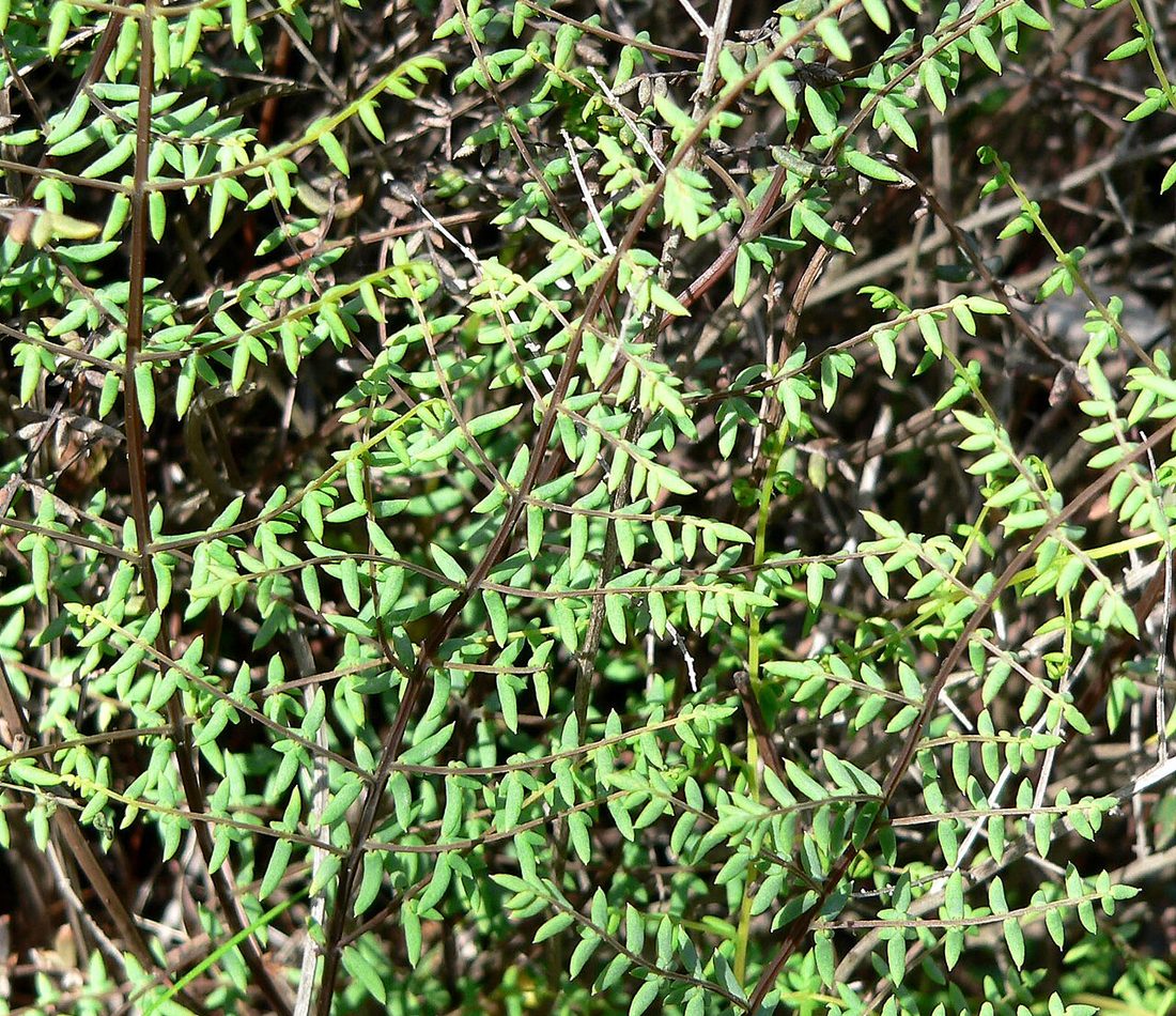 California Fern reference