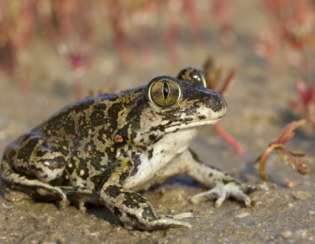 Syrian Spadefoot Toad reference