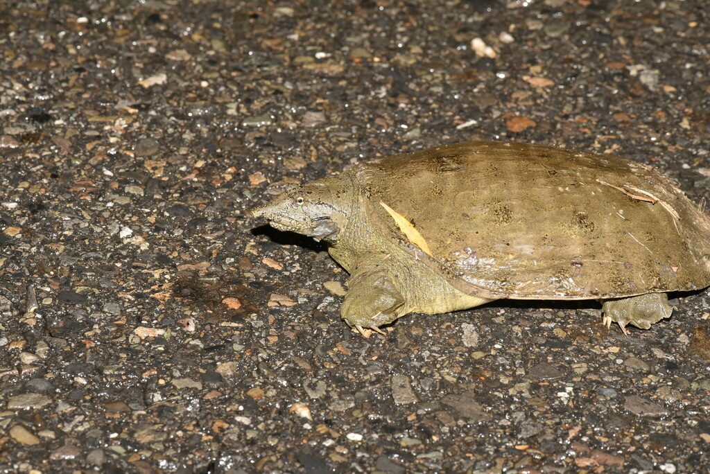 Chinese Softshell Turtle reference