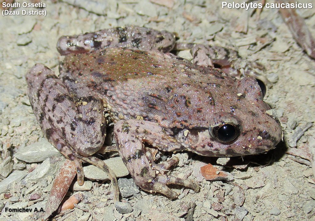Caucasian Parsley Frog reference