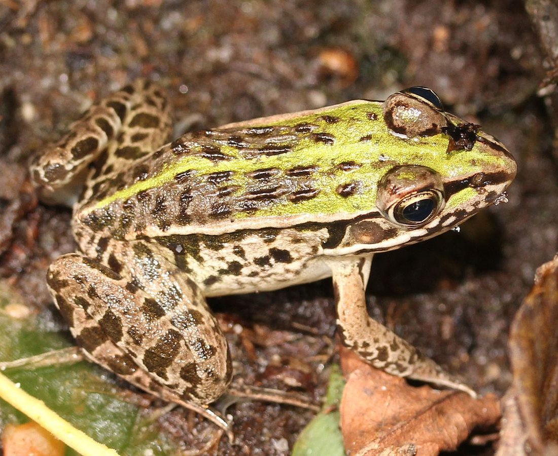 Black-spotted Frog reference
