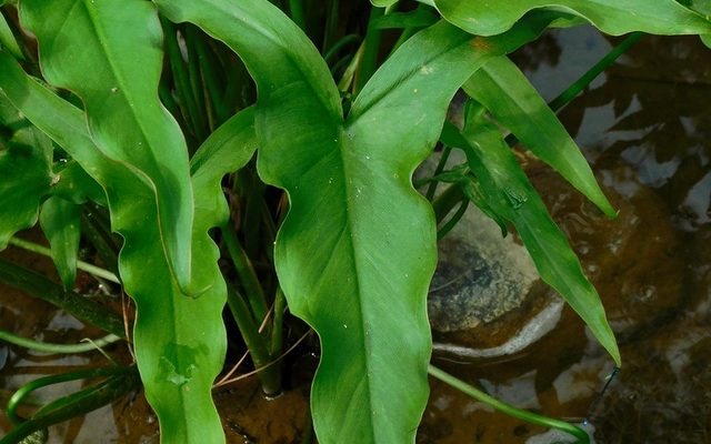Arrow Arum reference