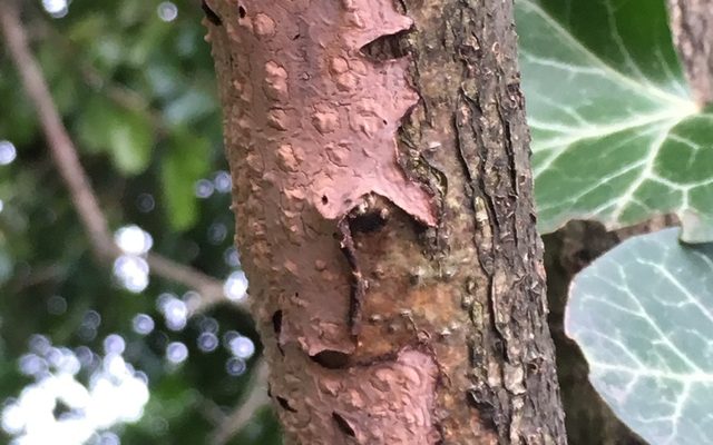 Oak Crust Fungus reference
