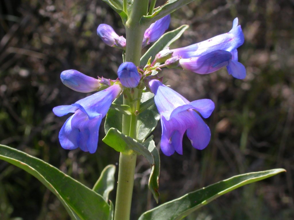 Wasatch Beardtongue reference