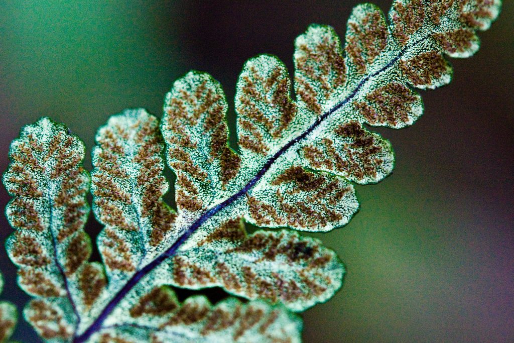 Goldenback Fern reference