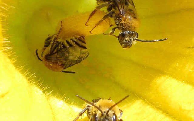 Squash Bee reference