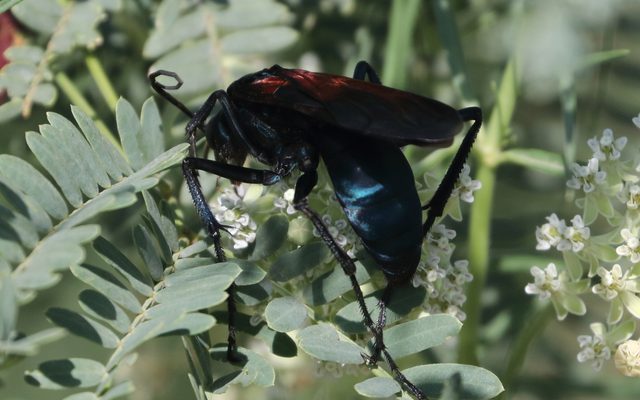 Tarantula Hawk Wasp reference
