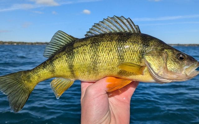 Yellow Perch reference