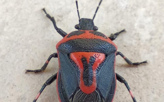 Two-spotted Stink Bug reference