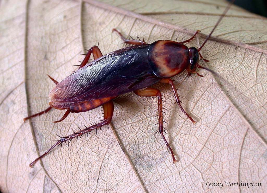 American Cockroach reference