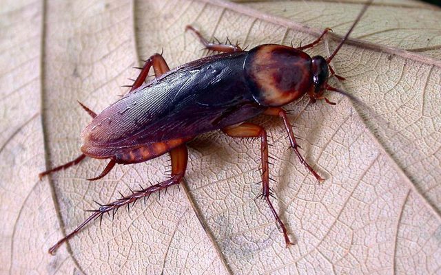 American Cockroach reference