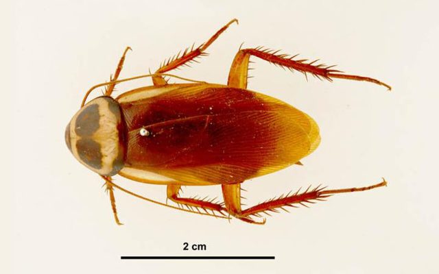 Australian Cockroach reference