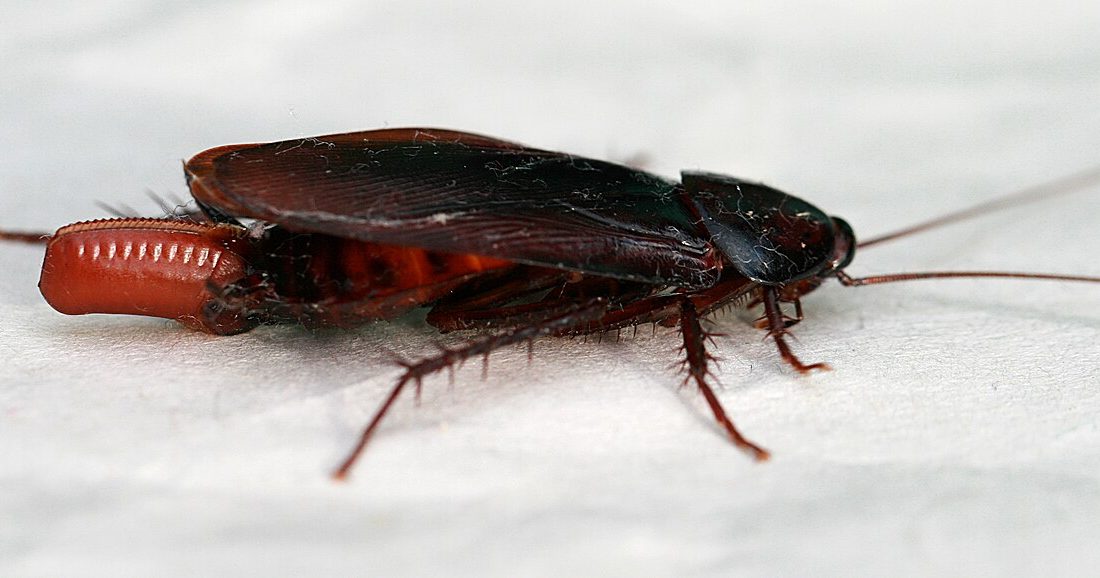 Periplaneta fuliginosa reference