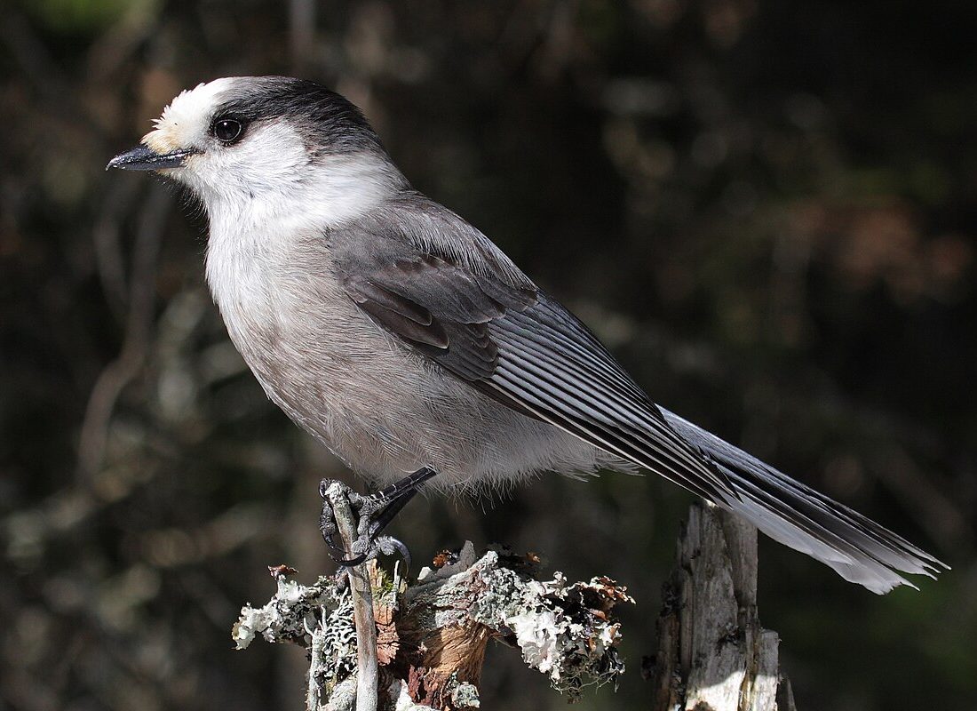 Canada Jay reference