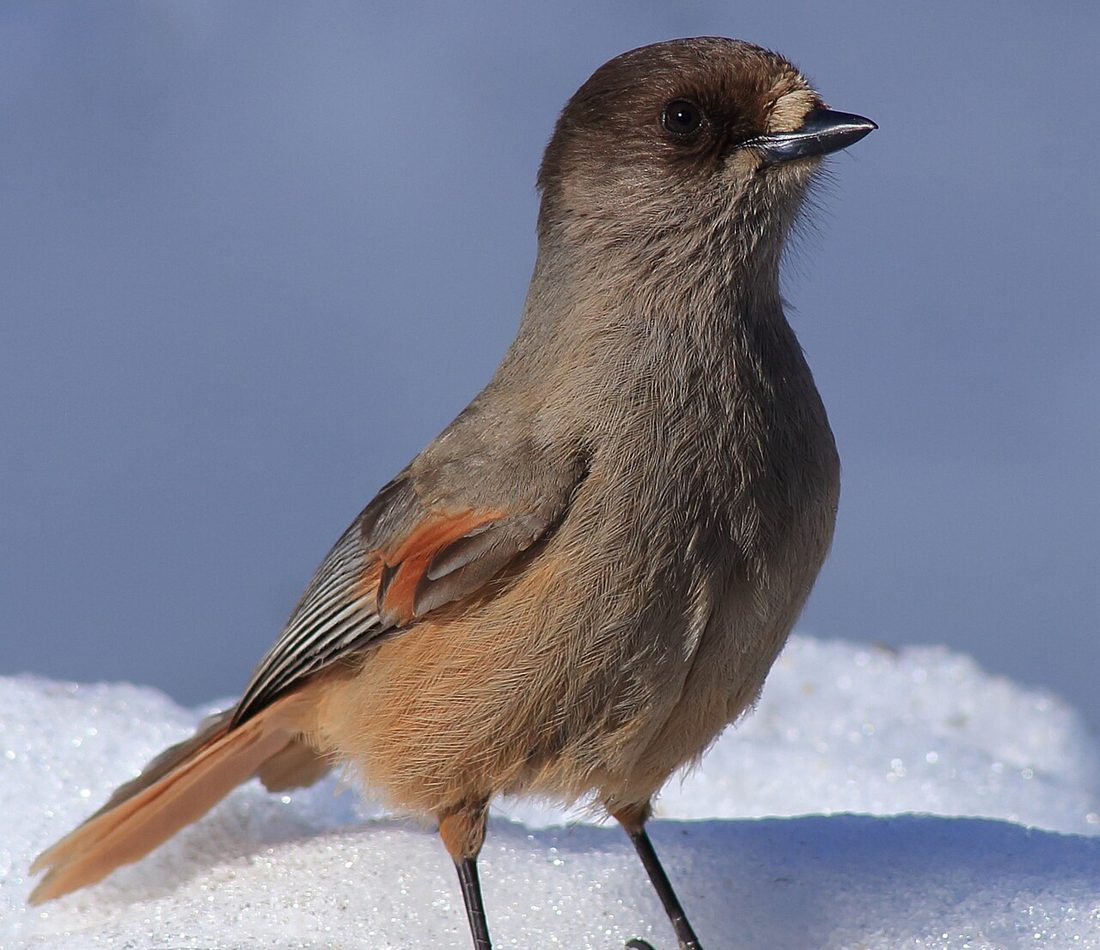 Siberian Jay reference