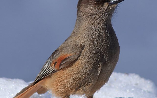 Siberian Jay reference