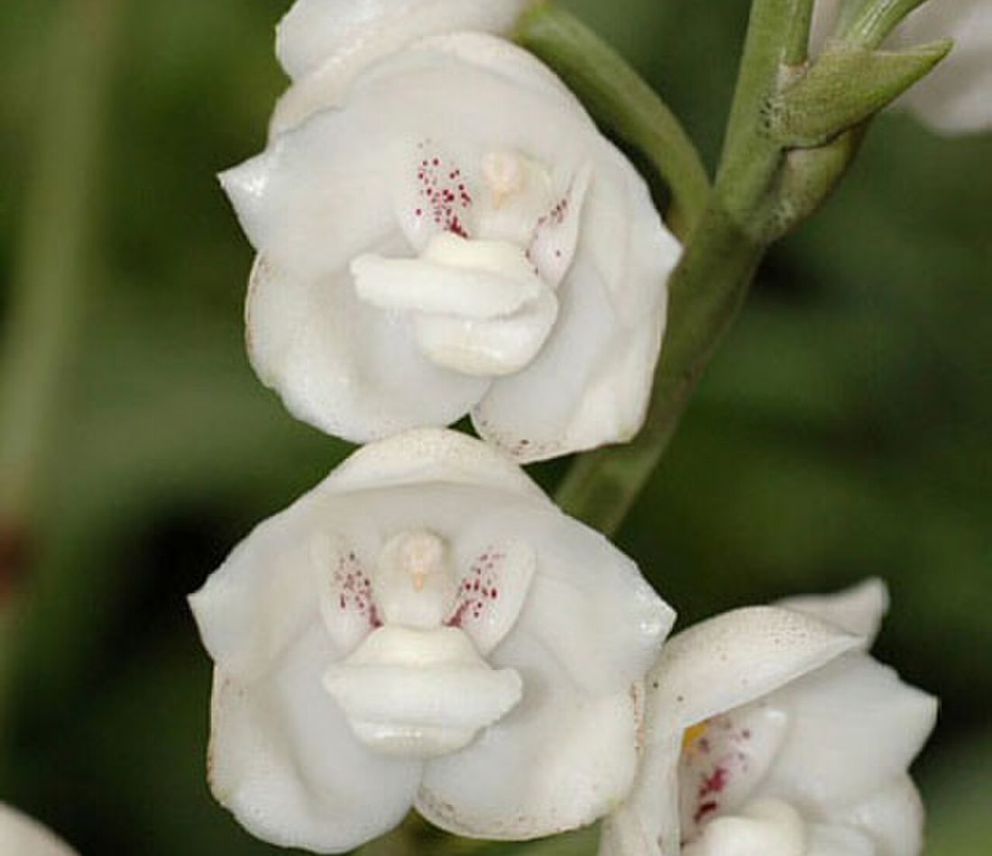 Holy Ghost Orchid reference