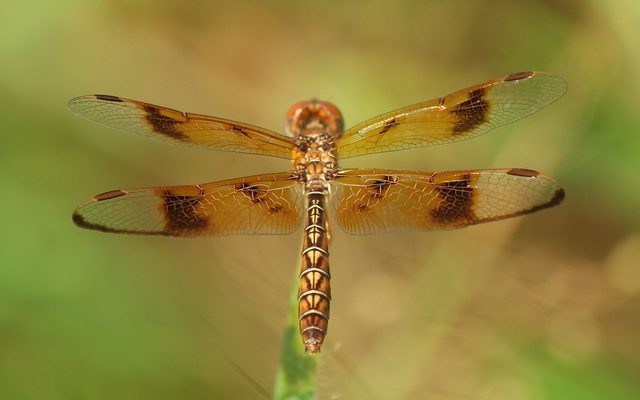 Eastern Amberwing reference