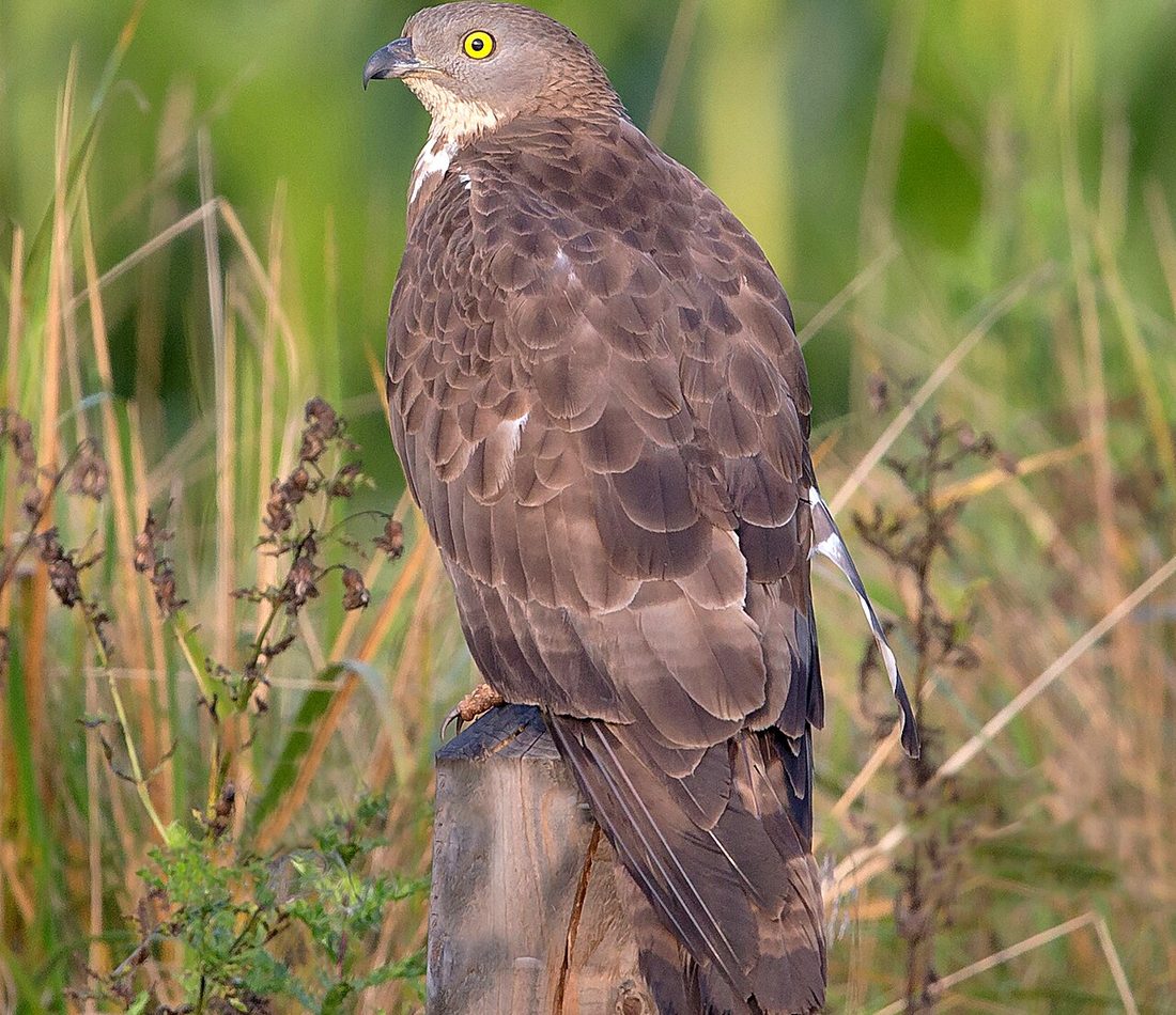 European Honey Buzzard reference