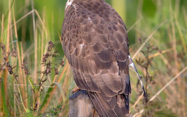 European Honey-buzzard reference