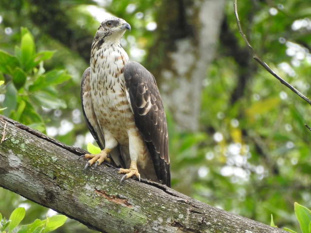 Oriental Honey-buzzard reference