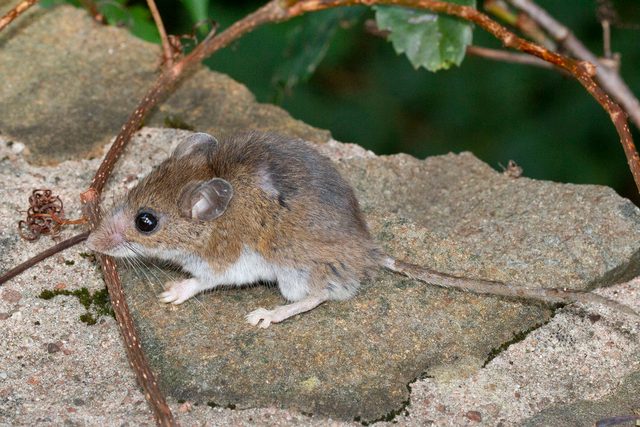 White-footed Mouse reference