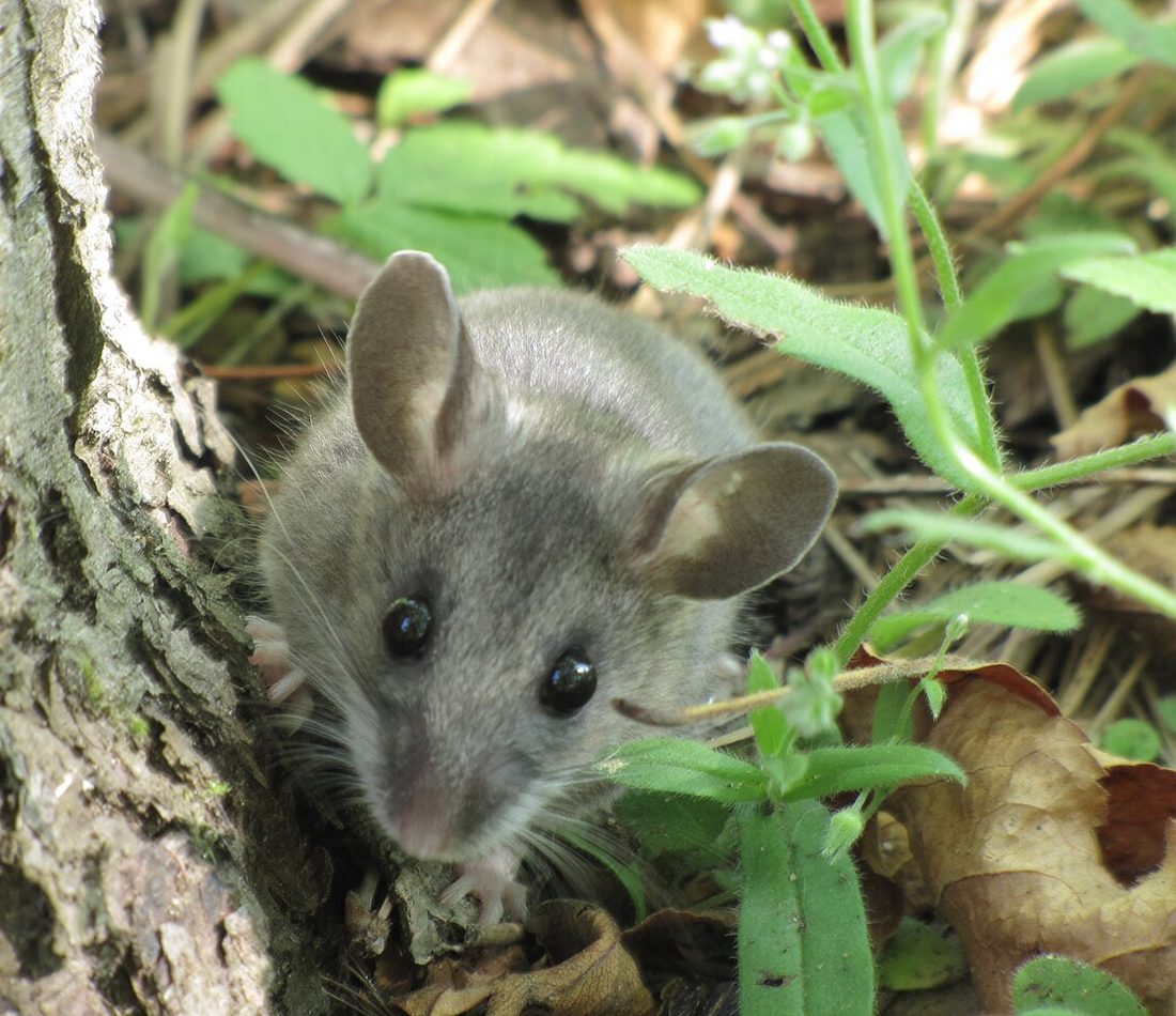 Western Deer Mouse reference