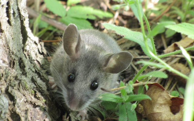 Deer Mouse reference