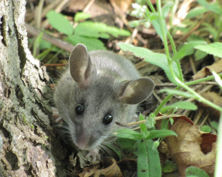 Western Deer Mouse