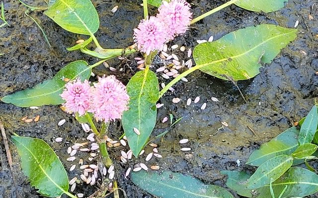 Water Smartweed reference