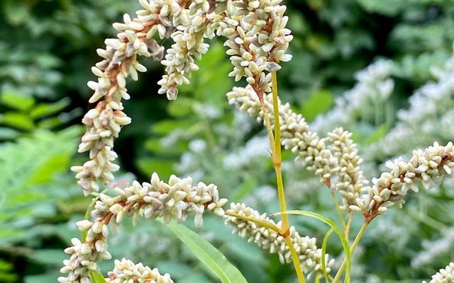 Pale Smartweed reference
