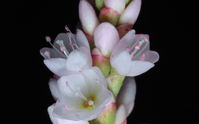 Pennsylvania Smartweed reference