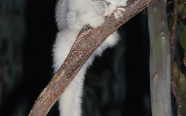 Greater Glider reference