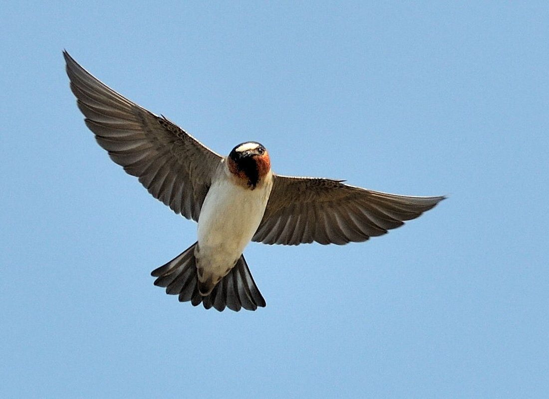 Cliff Swallow reference